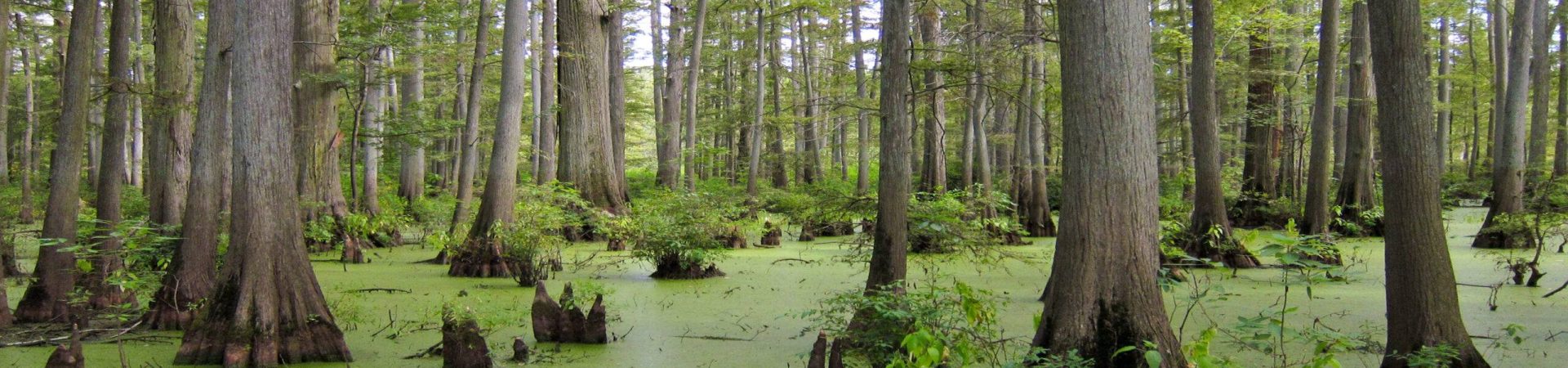 Heron_Pond_in_Cache_River_State_Natural_Area